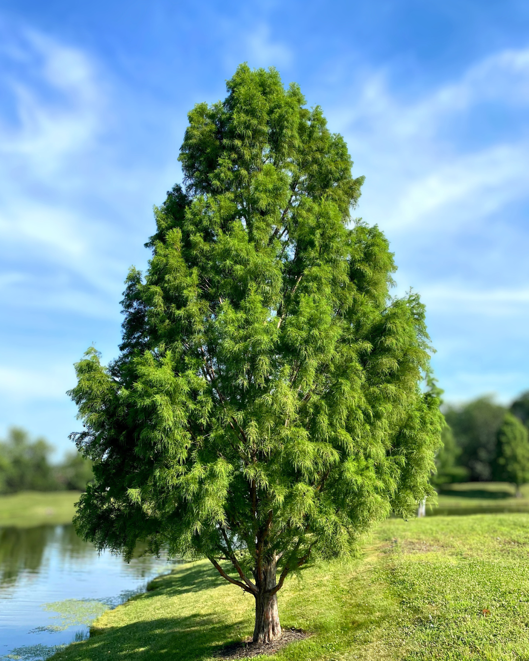 A large, maturing Bald Cypress with a strong pyramidal shape and green foliage growing alongside a pond.